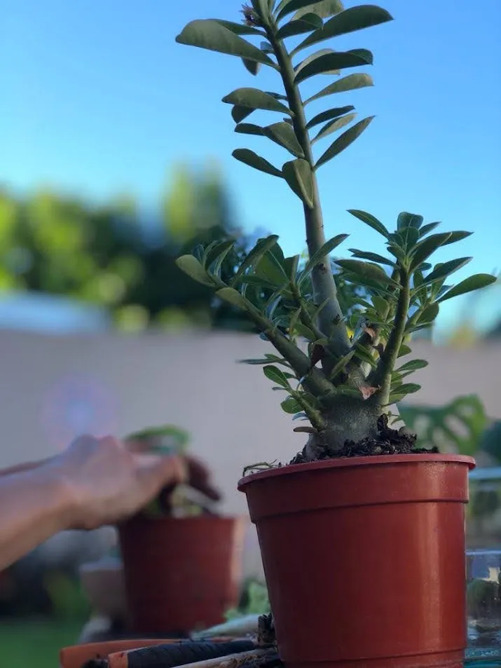 Adenium en una maceta de terracota con el cielo de fondo