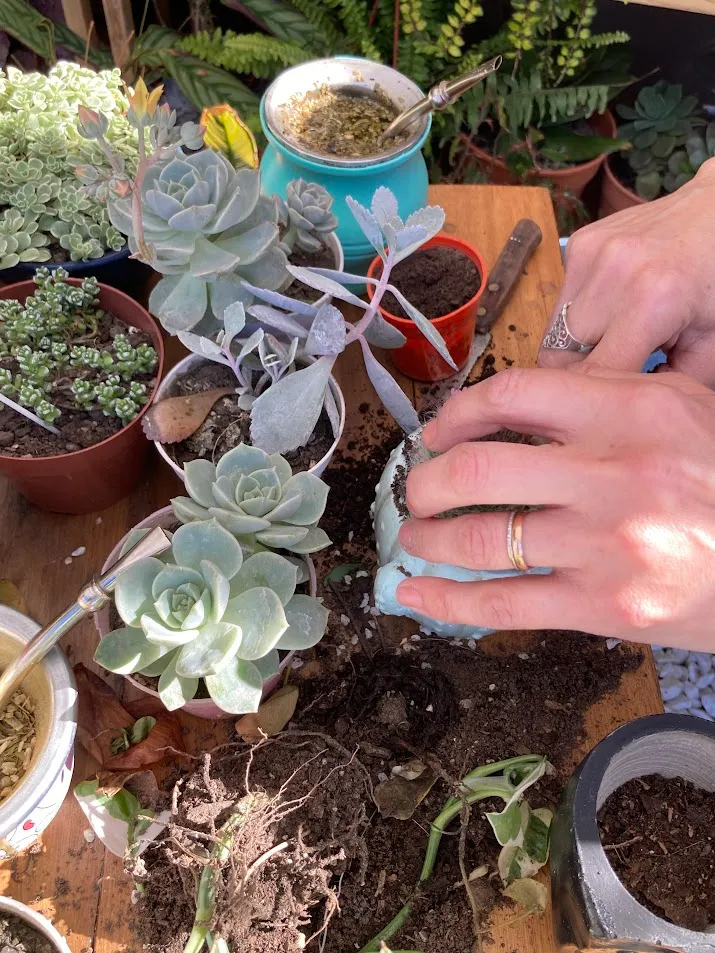 Mesa de taller con plantas, tierra y unas manos plantando una suculenta, junto a un mate