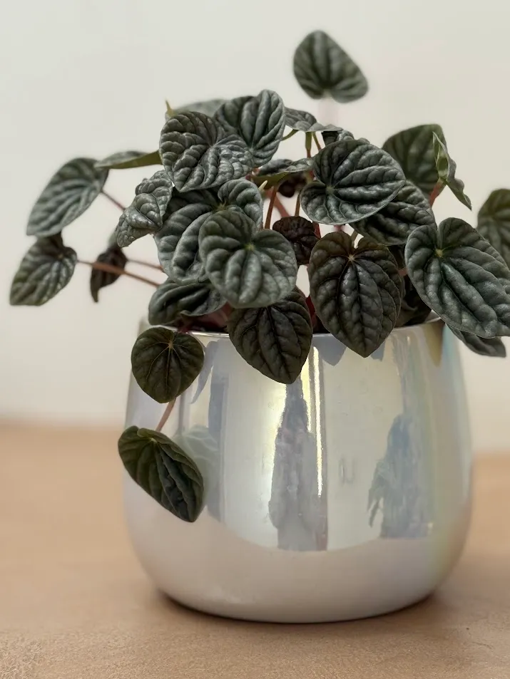 Peperomia de hojas oscuras en una maceta nacarada