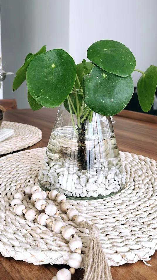 Pilea en un vaso de vidrio cónico con piedras blancas sobre un individual de fibra natural