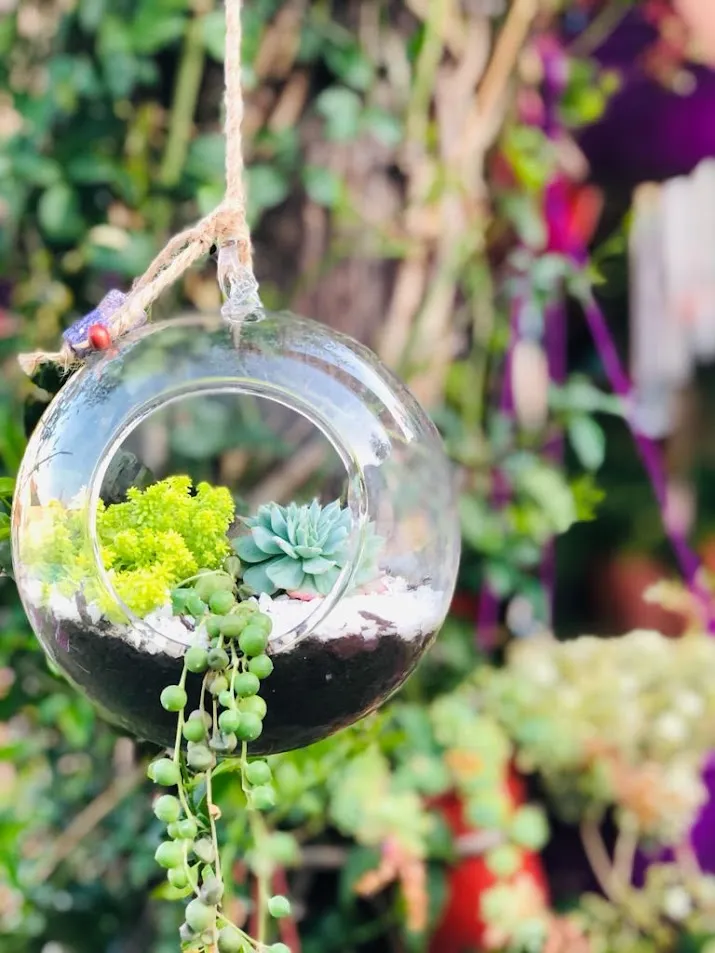 Terrario de vidrio colgante con suculentas y un collar de perlas